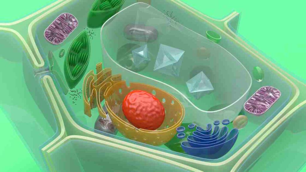 ADHS vs Neurotypisch